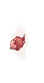 20646.png